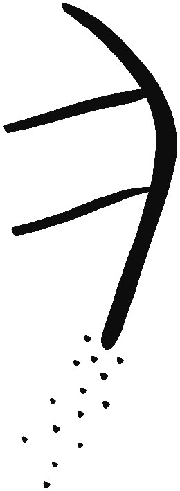 Image of the occurrence